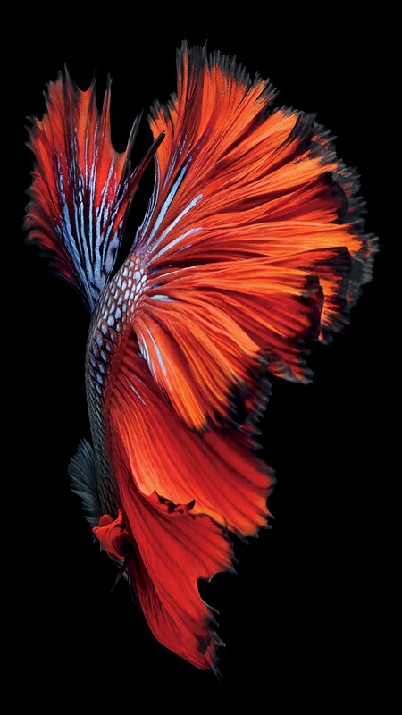 Red and Blue Betta Fish