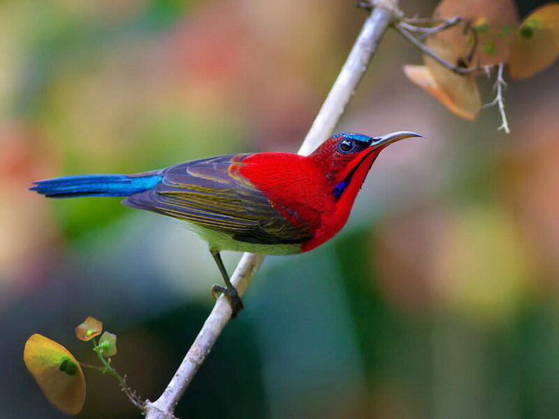 Red and Blue Bird — Natural