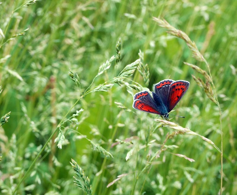 Red and Blue Butterfly