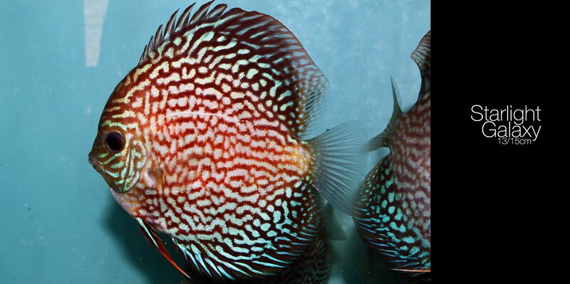 Red and Blue Discus Fish — Calm, Photograph