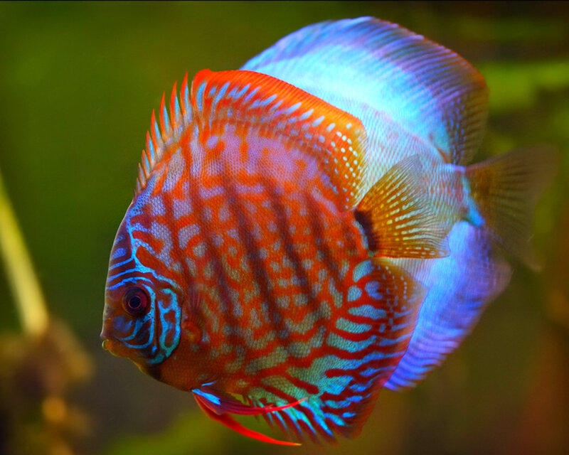 Red and Blue Discus Fish