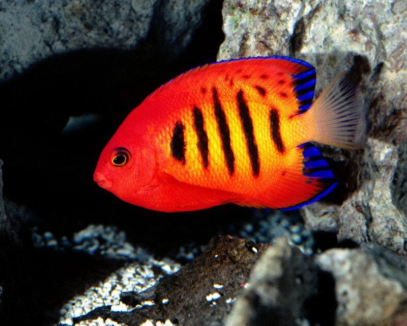 Red and Blue Fish — Dramatic, Photograph, Rock