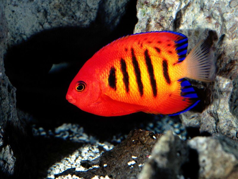 Red and Blue Fish — Dramatic, Photograph