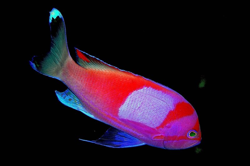 Red and Blue Fish