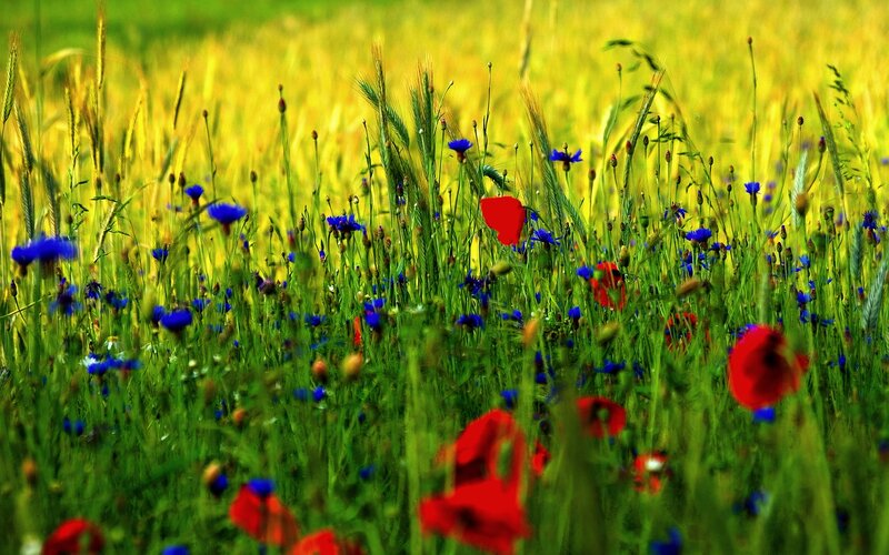 Red and Blue Flowers — Green
