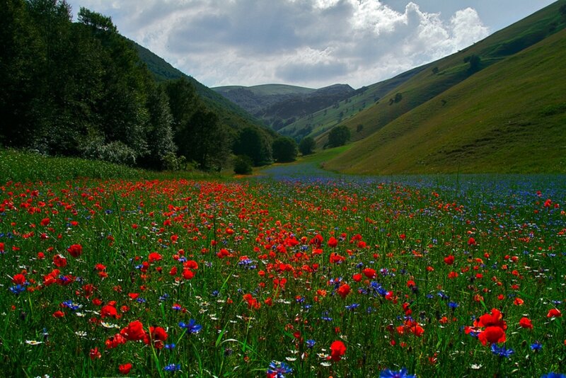 Red and Blue Flowers