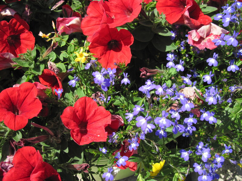 Red and Blue Flowers — Vibrant