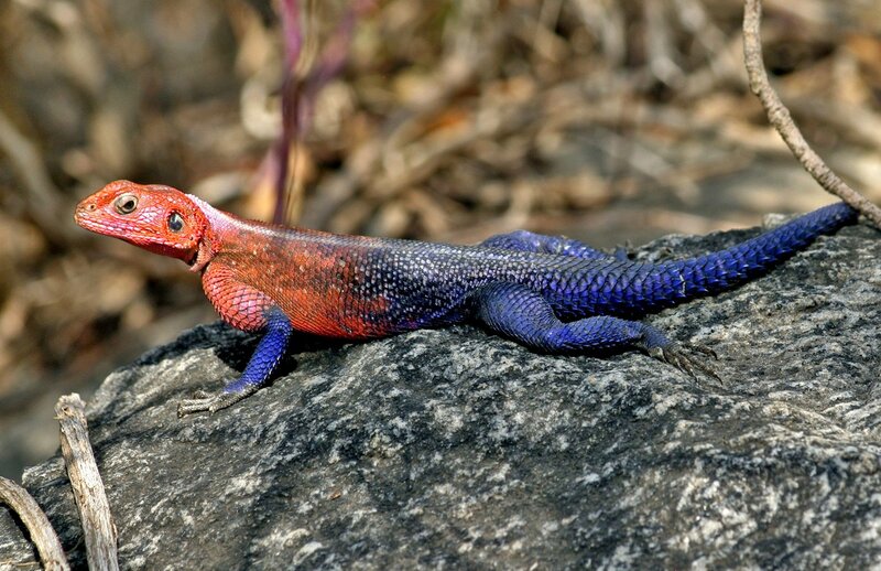 Red and Blue Lizard