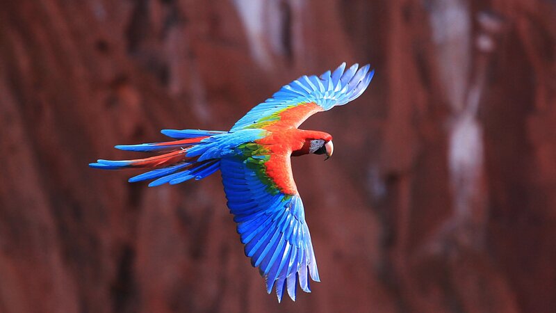 Red-and-blue Macaw — Blue