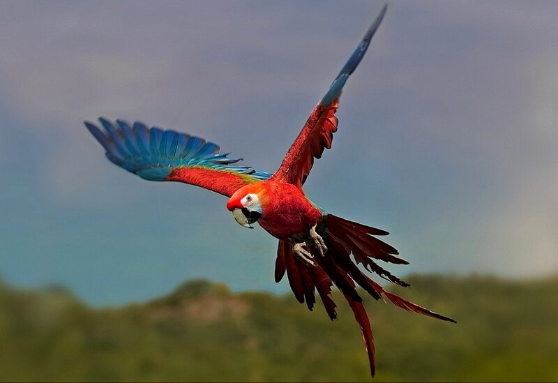 Red and Blue Macaw — Dynamic, Afternoon