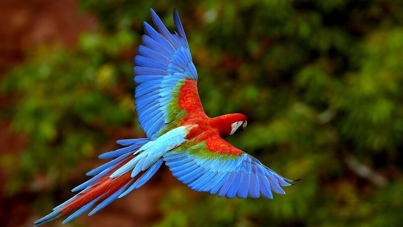 Red and Blue Macaw — Dynamic, Photograph, Green Foliage