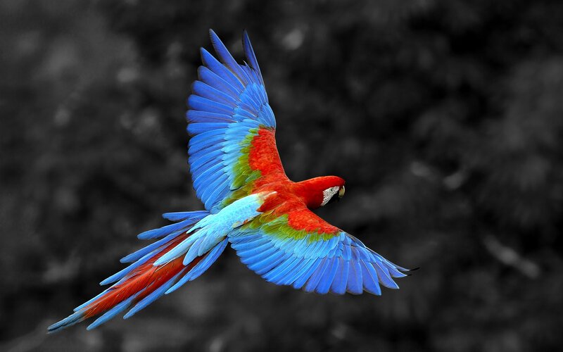 Red and Blue Macaw — Dynamic, Photograph