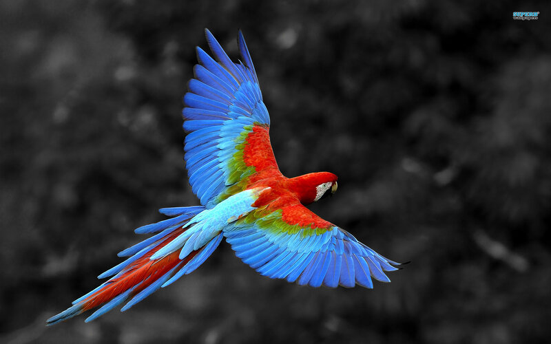 Red and Blue Macaw — Dynamic