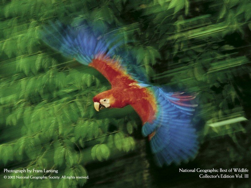 Red and Blue Macaw — Green