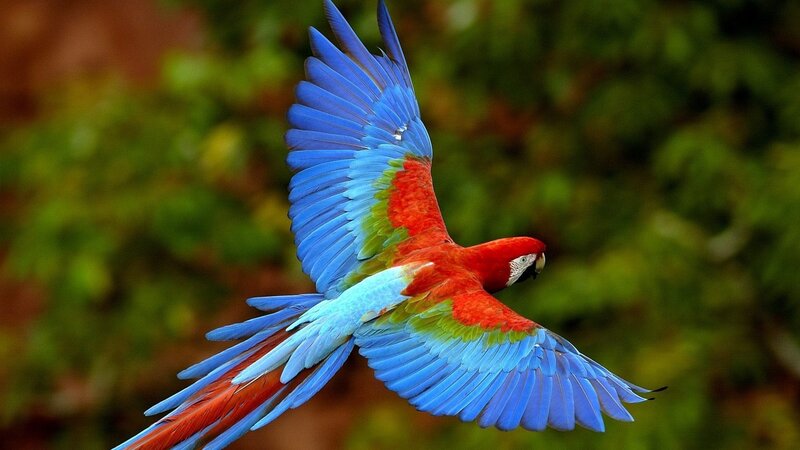 Red-and-blue Macaw in Flight — Blue, Dynamic, Photograph