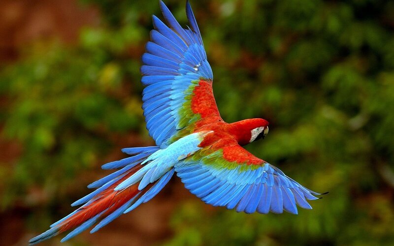 Red-and-blue Macaw in Flight — Blue, Dynamic