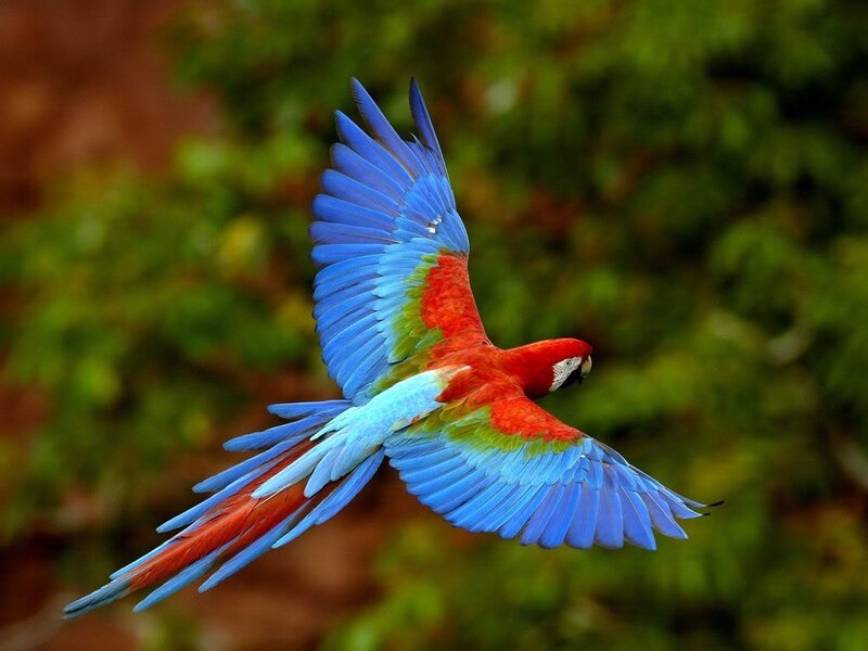 Red-and-blue Macaw in Flight — Blue