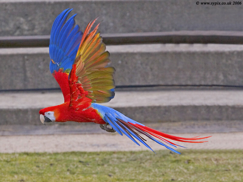 Red-and-blue Macaw in Flight — Red