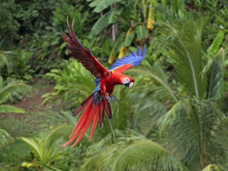 Red and Blue Macaw — Natural, Afternoon