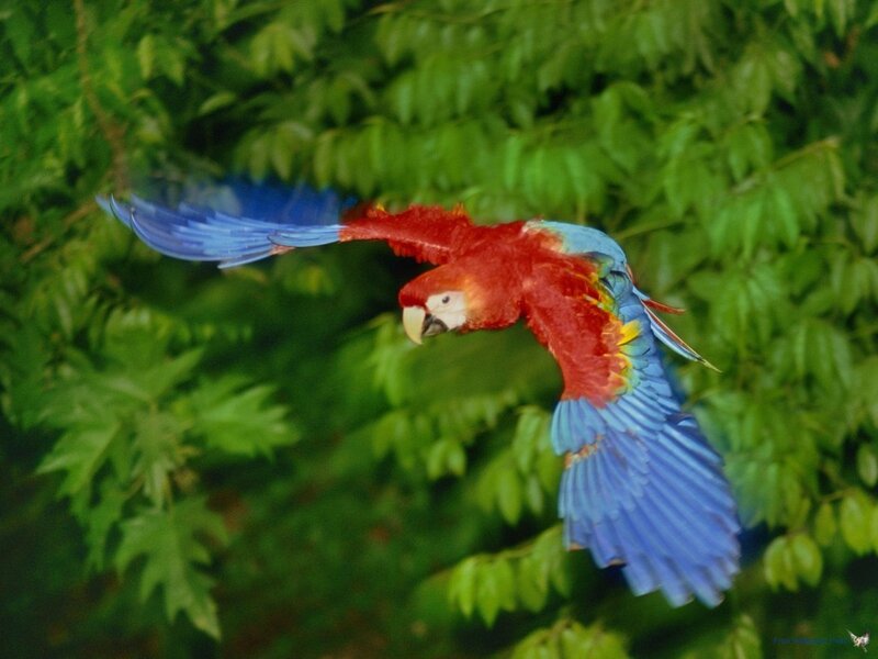 Red and Blue Macaw — Natural, Photograph