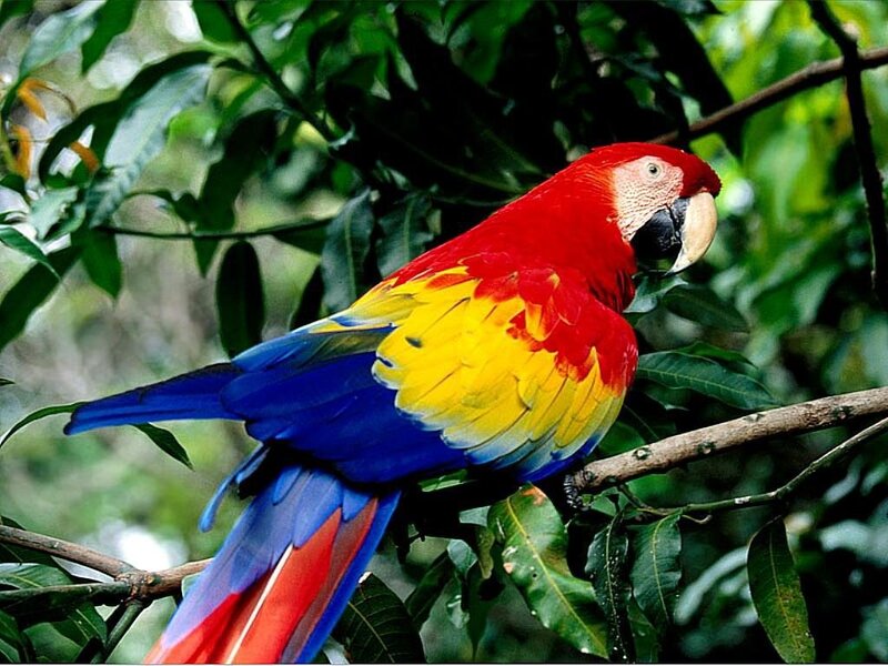 Red-and-blue Macaw — Red
