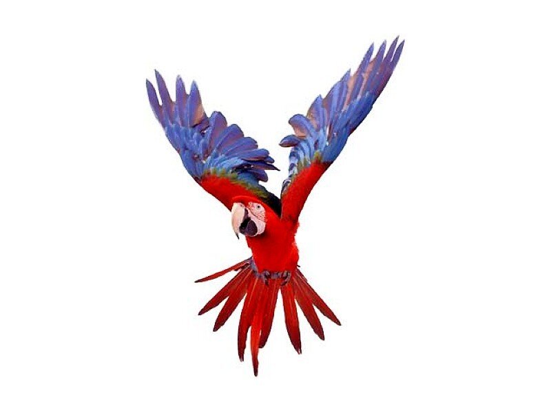 Red and Blue Macaw