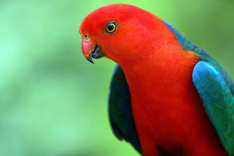 Red and Blue Parrot — Calm, Photograph
