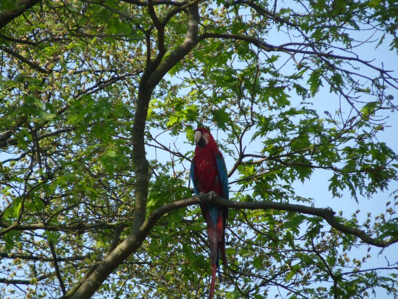Red and Blue Parrot — Calm