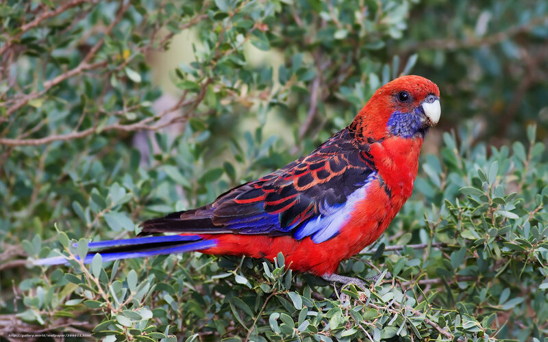 Red and Blue Parrot — Natural