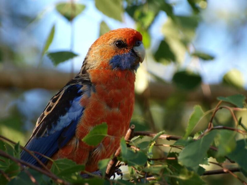 Red and blue parrot on a branch