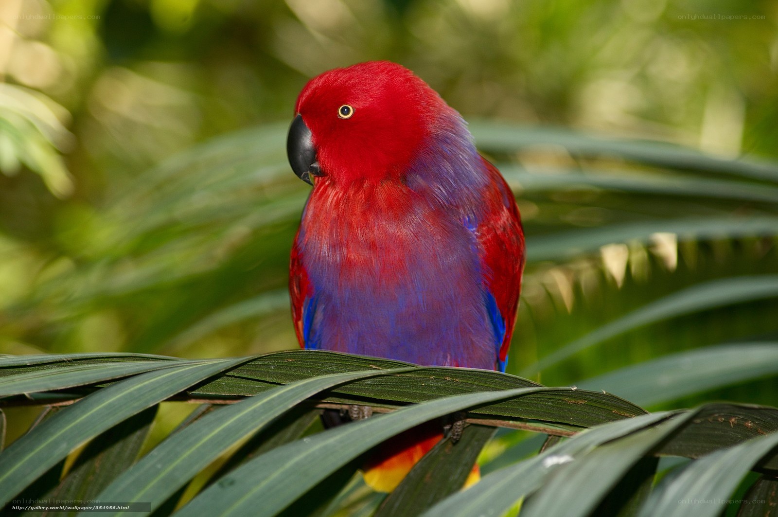 Red and blue parrot on leaf