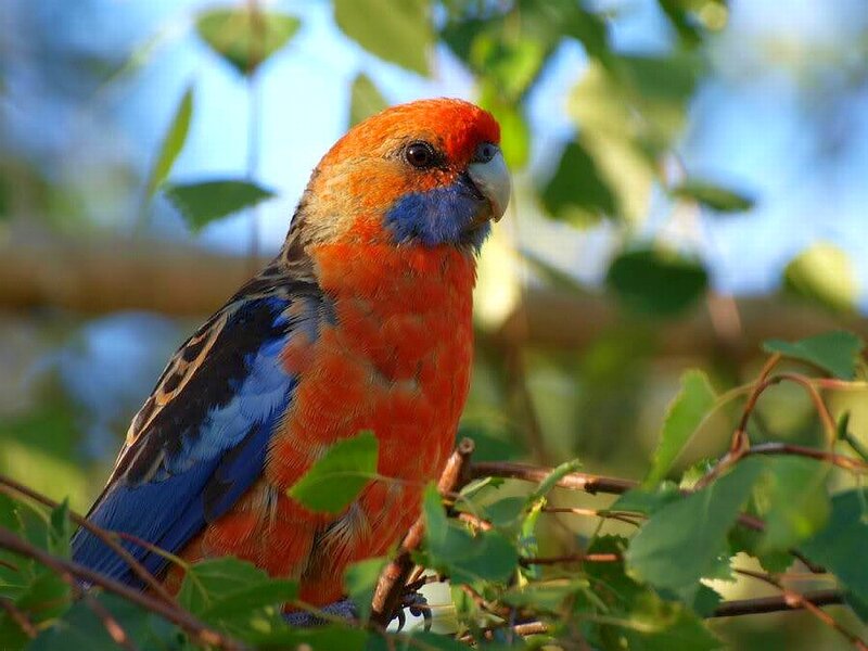 Red and Blue Parrot — Orange