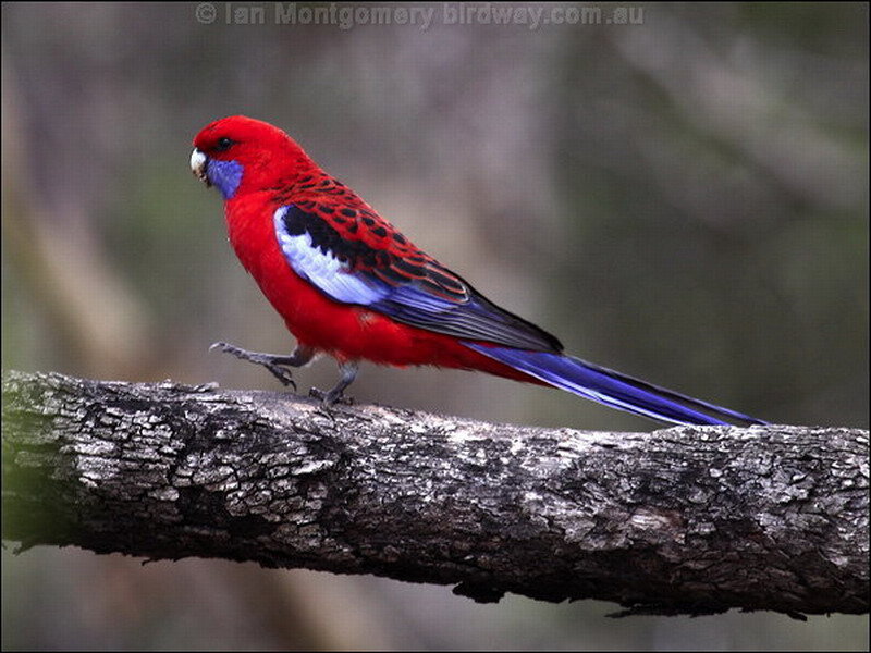 Red and Blue Parrot