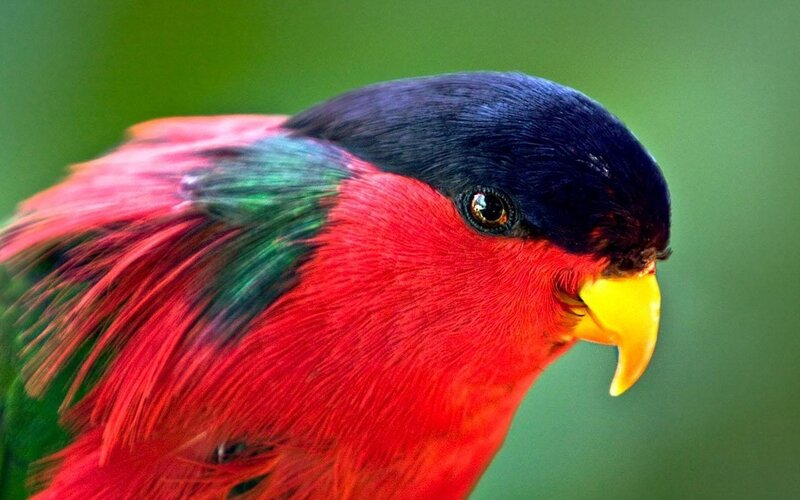 Red and Blue Parrot — Vibrant