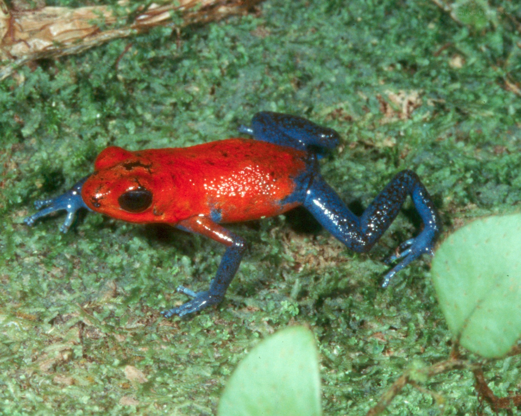 Red and blue poison dart frog
