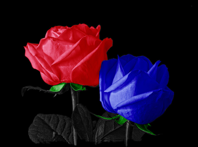 Red and blue roses on black