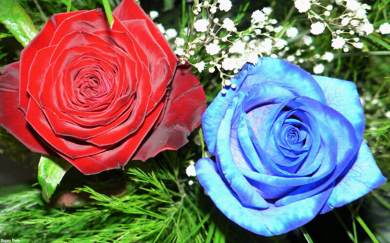 Red and blue roses with baby's breath