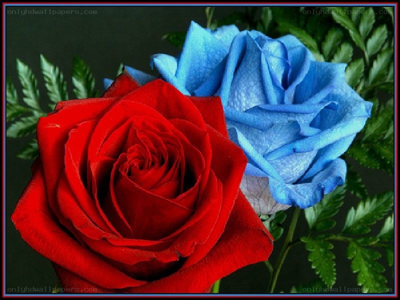 Red and blue roses