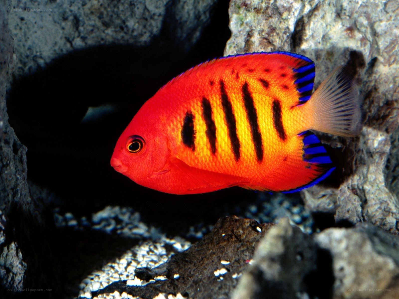 Red and blue striped fish