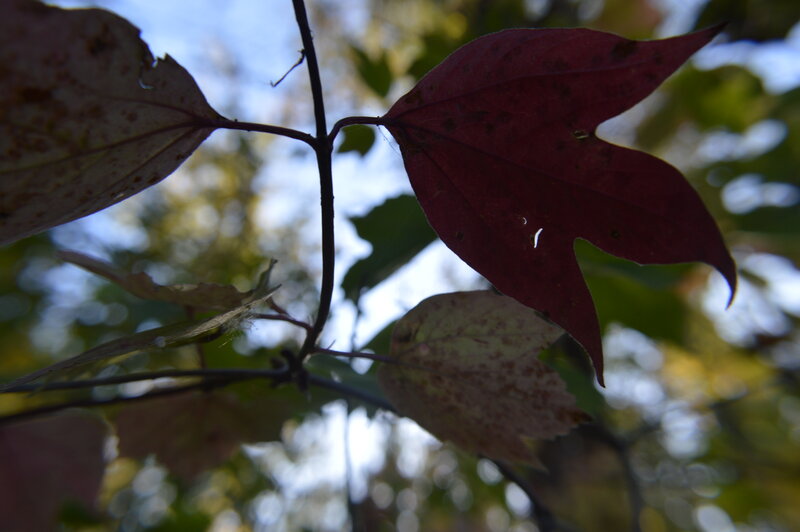 Red and Brown Leaves