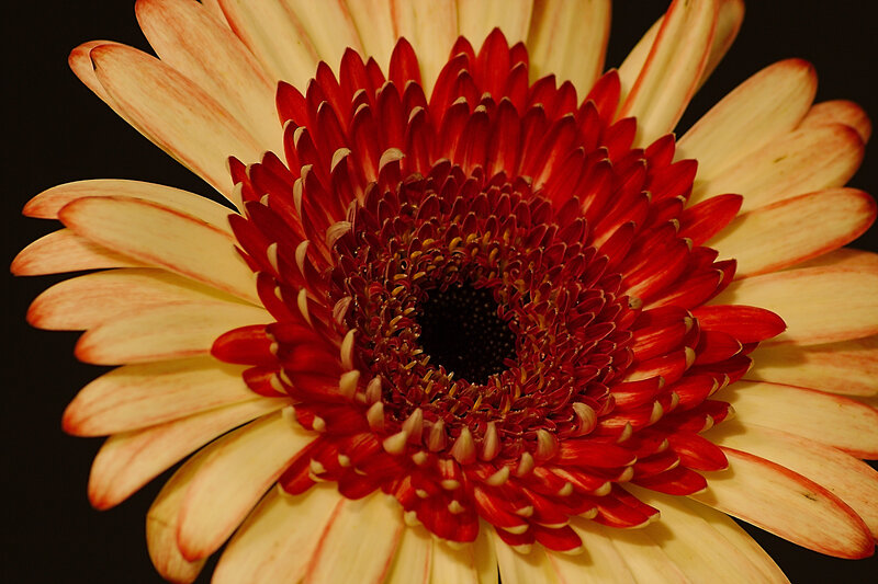 Red and Cream Daisy