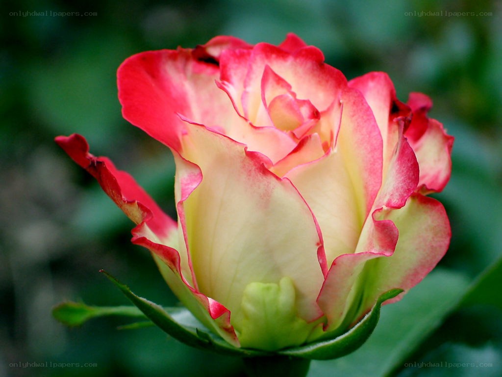 Red and cream rose bud