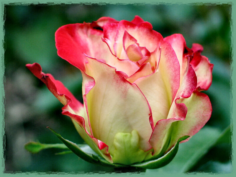 Red and Cream Rose — Calm