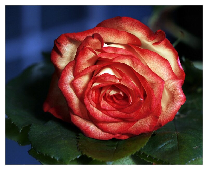 Red and Cream Rose