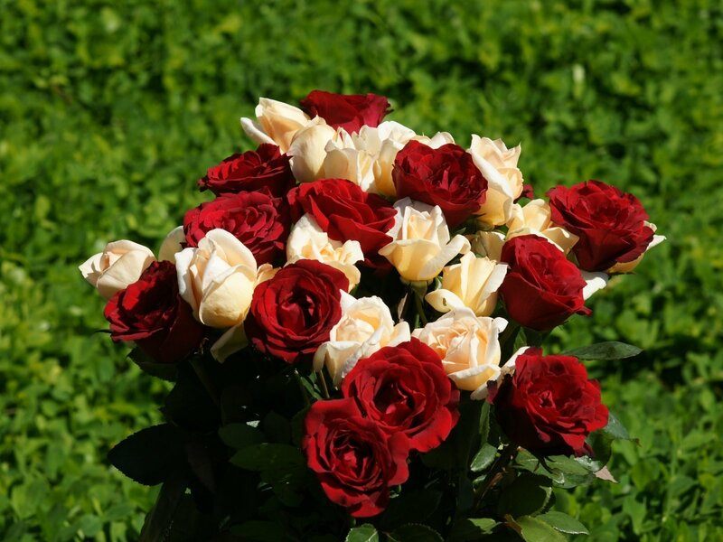 Red and cream roses in garden