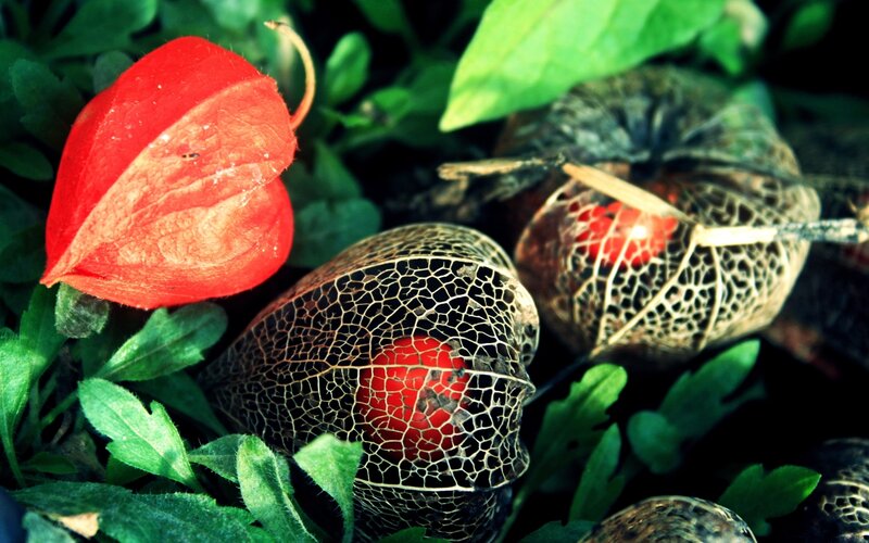 Red and Dried Physalis