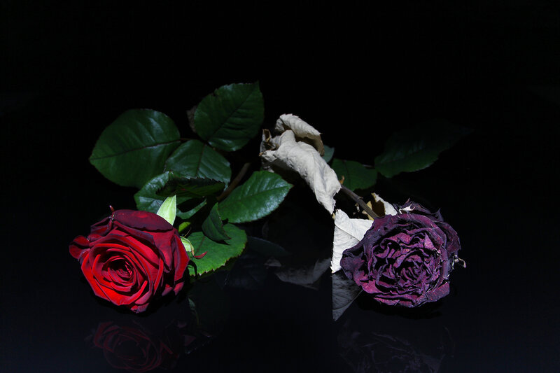 Red and Dried Roses