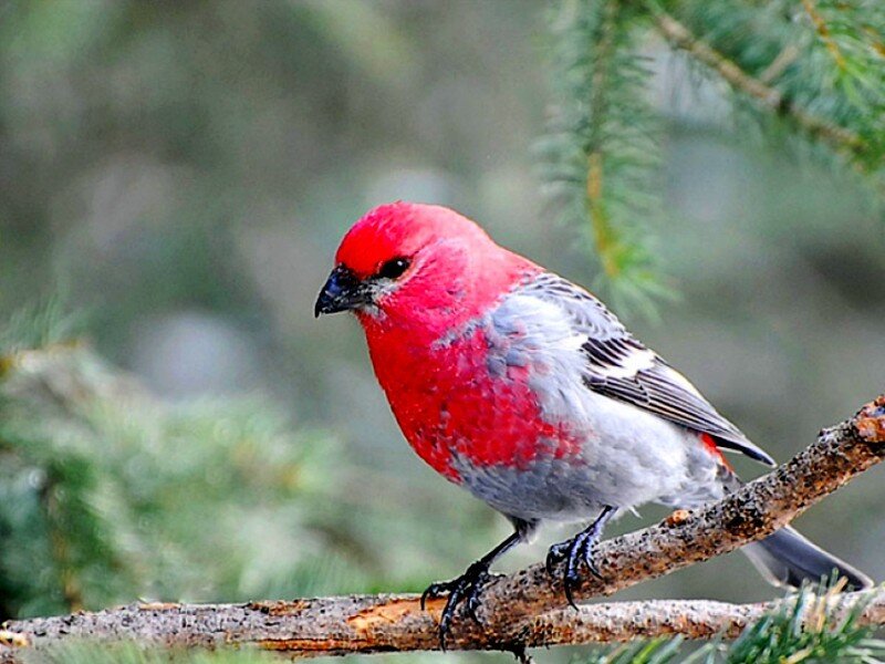 Red and Gray Bird