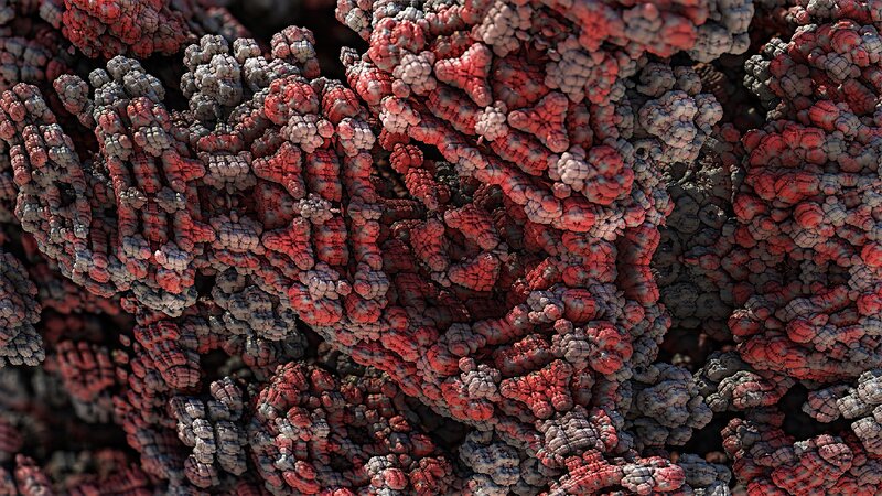 Red and Gray Coral-like Structures