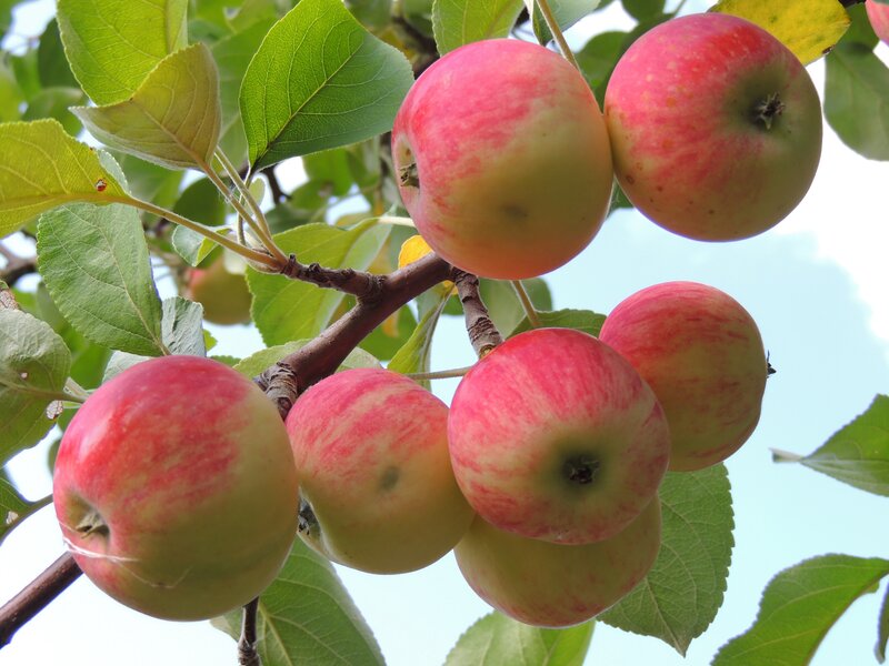 Red and Green Apples — Serene